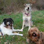 Meine Hunde und ich haben inzwischen schon mehrfach den Social Walk & Talk bei Kirsten besucht. Ich finde ihn sowohl lehrreich, als auch unterhaltsam gestaltet. Deshalb mache ich gerne mit, auch wenn meine Hunde an sich gar kein großes Problem mit anderen Hunden beim Spaziergang haben. Bei jedem Walk pickt Kirsten sich ein beliebtes Thema heraus und beantwortet jede Teilnehmerfrage geduldig und ausführlich. Lisa mit Nino, Khedi und Nugget