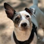Das Training mit der Lieben Kirsten ist einfach klasse!
Sie erklärt auf wunderbar Art und Weise die Sicht des Hundes. So kann man die Vorgehensweisen und Trainingsmethoden super verstehen. Wir fühlen uns bei ihr super verstanden und gut aufgehoben. Unser Training läuft super und Step by Step sehen wir Erfolge. Kirsten wir Danken dir von Herzen ♥️
Spike aus Steinbach